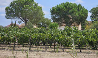 Maison 16 Pièces 376 m² à vendre à Saint-Laurent-d'Aigouze (30220)