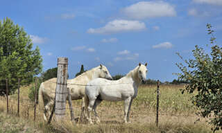 Terrain  2893 m² à vendre à Saint-Gilles (30800)