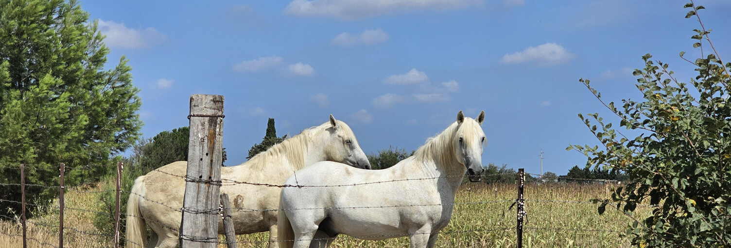 Terrain  2893 m² à vendre à Saint-Gilles (30800)