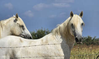 Terrain  3120 m² à vendre à Saint-Gilles (30800)