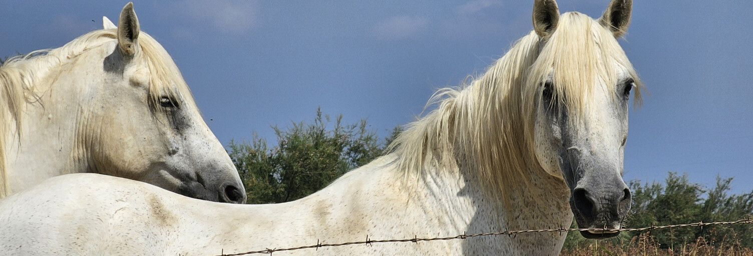 Terrain  3120 m² à vendre à Saint-Gilles (30800)