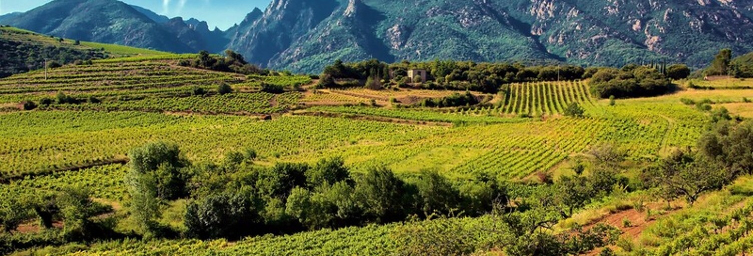 Terrain  3629 m² à vendre à Saint-Chinian (34360)