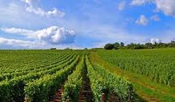 Terrain  à vendre Vandières 51700