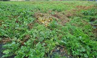 Terrain  932 m² à vendre à Treffiagat (29730)