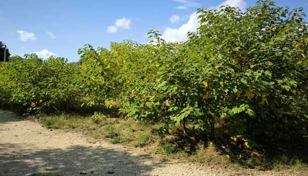 Terrain  à vendre Uzès 30700