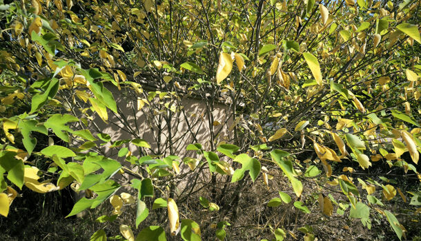 Terrain  à vendre Uzès 30700