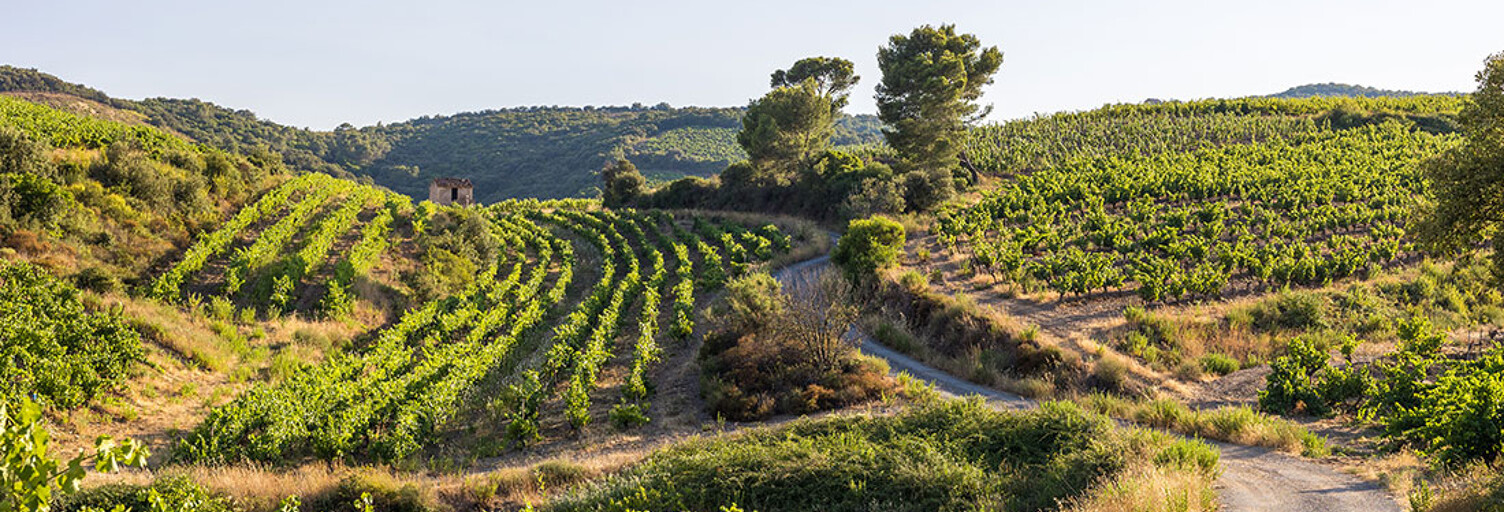 Local industriel  250 m² à vendre à Saint-André-de-Sangonis (34725)