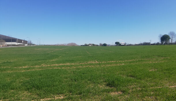 Terrain  à vendre Pampelonne 81190