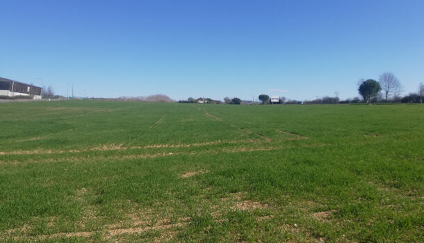 Terrain  à vendre Pampelonne 81190