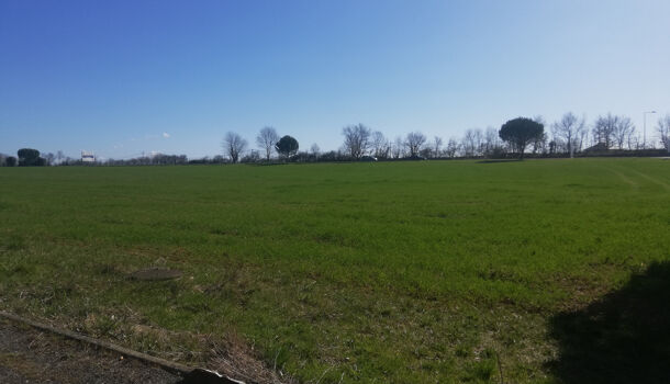 Terrain  à vendre Pampelonne 81190