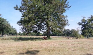 Photo N° 4