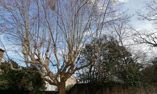 Photo N° 4