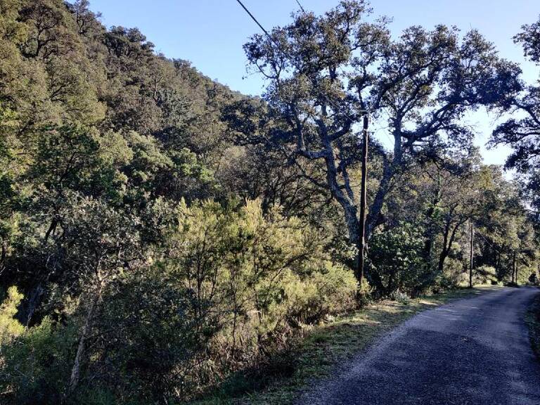 Collobrières  (Var)- Secteur haut de Vaudrèche - Terrain non con — photo 1