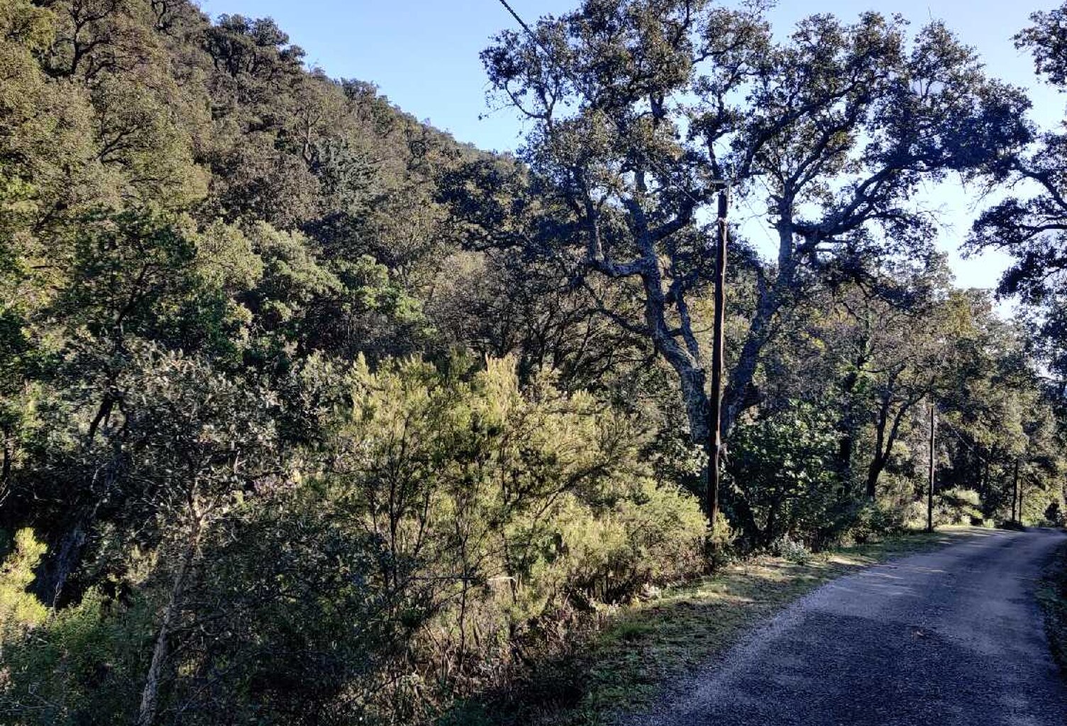 Collobrières  (Var)- Secteur haut de Vaudrèche - Terrain non con — photo 1