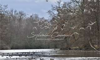 Maison 25 Pièces 800 m² à vendre à Sennely (45240)