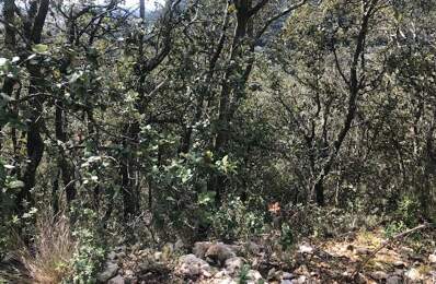 Terrain Boisé À Vendre de + 11000m2 — photo du bien