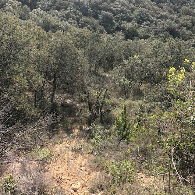 Terrain Boisé À Vendre de + 11000m2