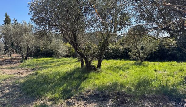 Terrain  à vendre Lorgues 83510