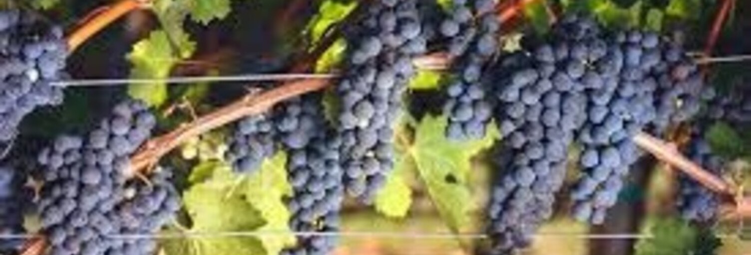 Maison 1 Pièce 7100 m² à vendre à Ludon-Médoc (33290)