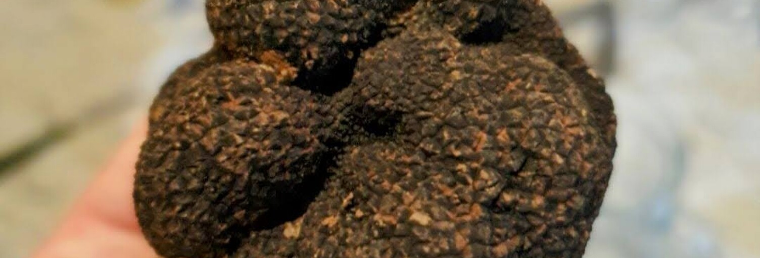 Terrain  15645 m² à vendre à Castelreng (11300)