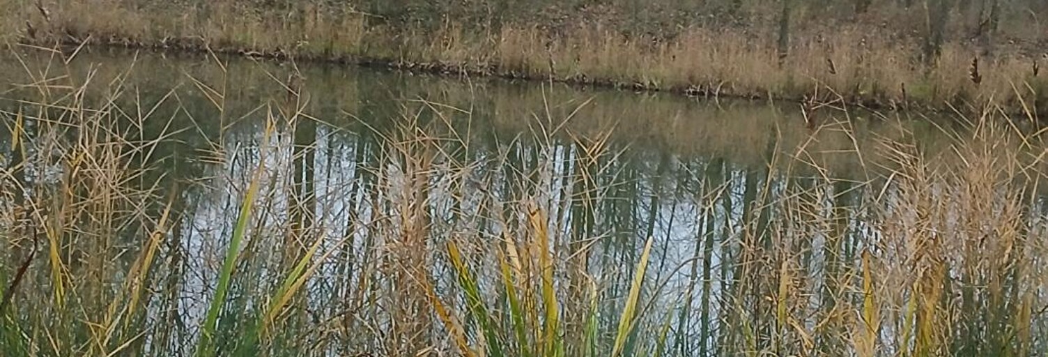 Commerce  3141 m² à vendre à Lille (59000)