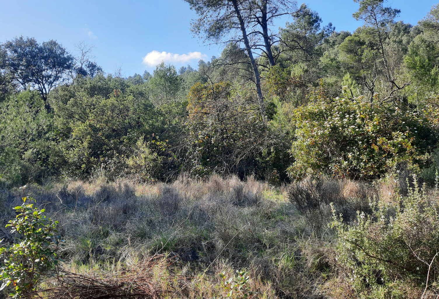 À VENDRE - TERRAIN DE LOISIR - CARNAS — photo 1