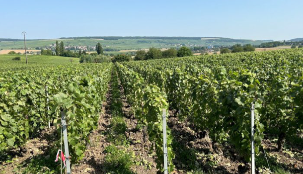 Terrain  à vendre Cuchery 51480