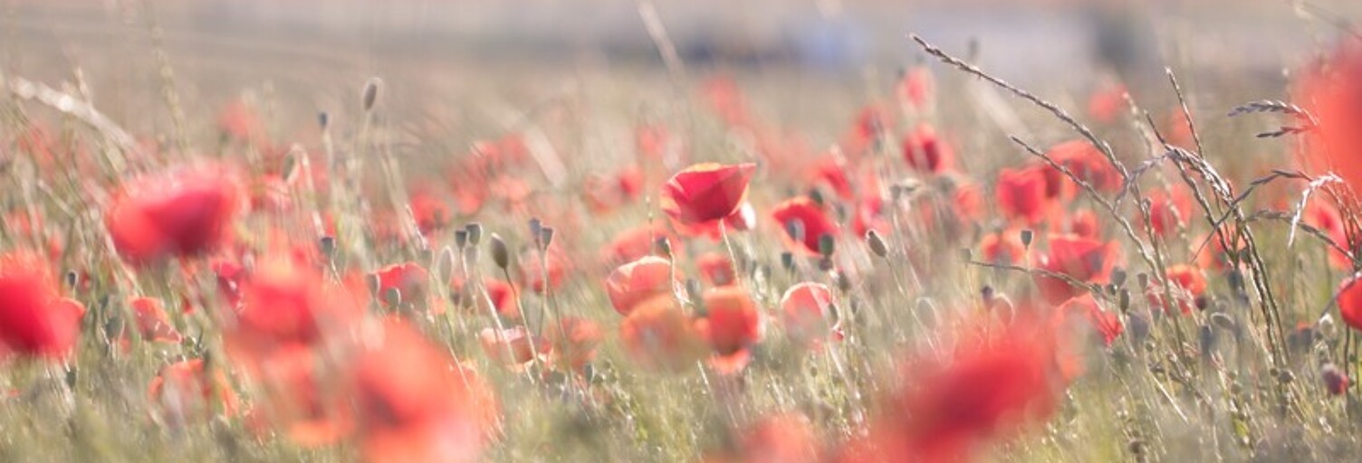 Terrain  1137 m² à vendre à Mauzé-sur-le-Mignon (79210)