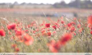 Terrain  1206 m² à vendre à Mauzé-sur-le-Mignon (79210)