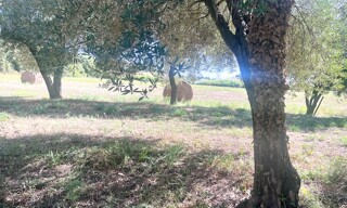 Photo N° 5
