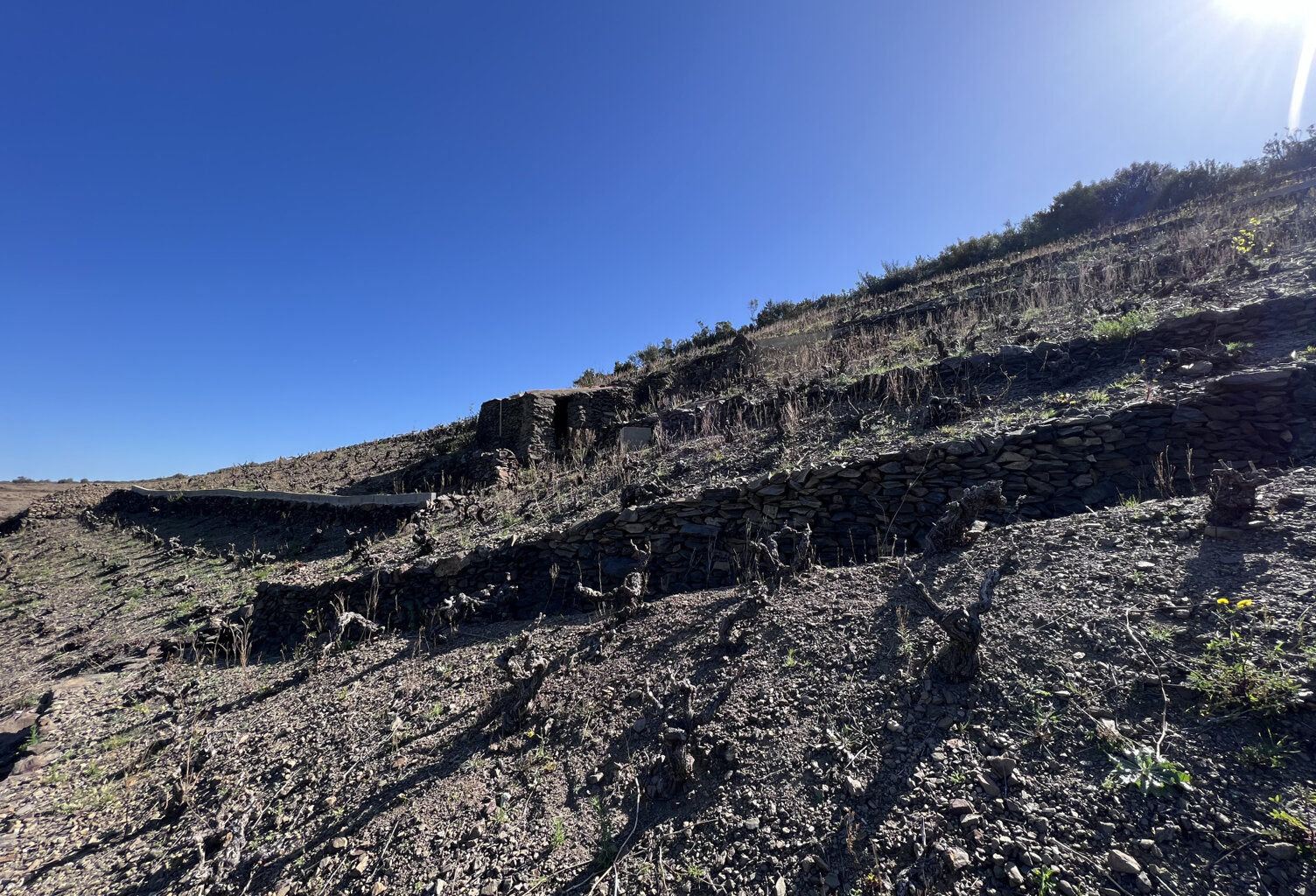 VIGNE EN EXPLOITATION — photo 1