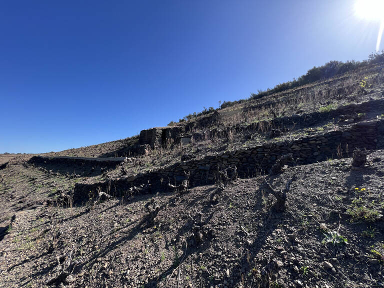 VIGNE EN EXPLOITATION — photo 1