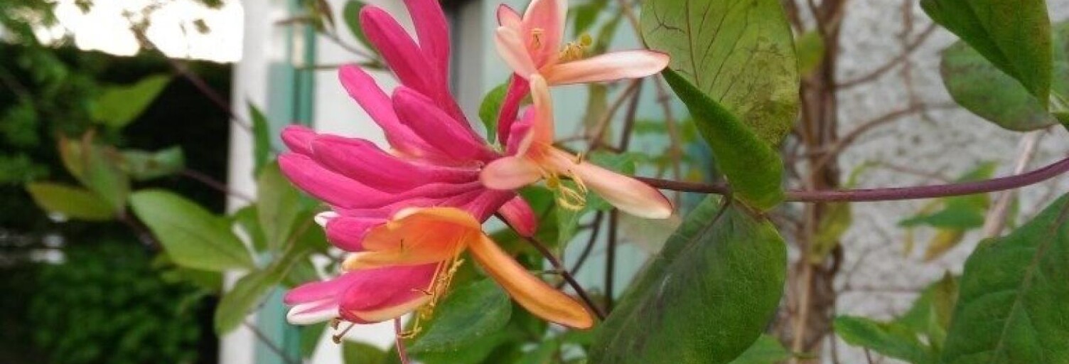 Maison 6 Pièces 216 m² à vendre à Bourg-la-Reine (92340)