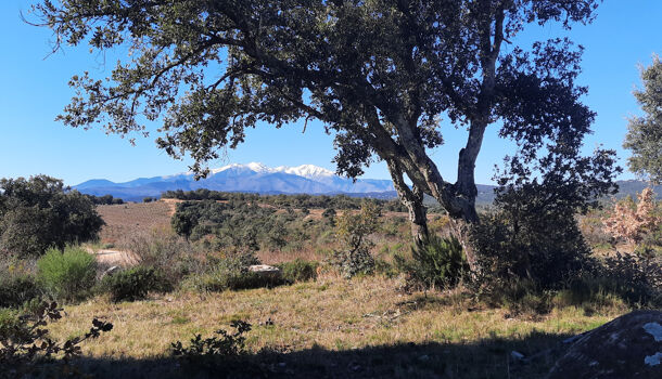 Terrain  à vendre Calmeilles 66400