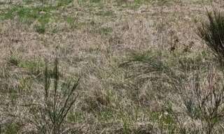 Terrain  1467 m² à vendre à Ally (15700)