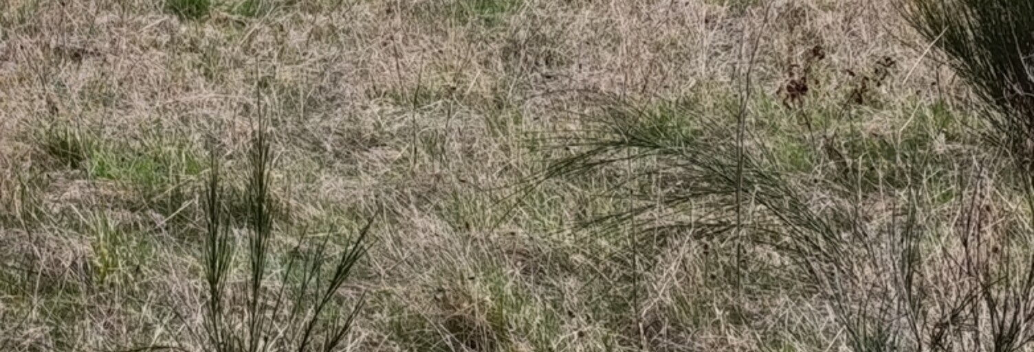 Terrain  1467 m² à vendre à Ally (15700)