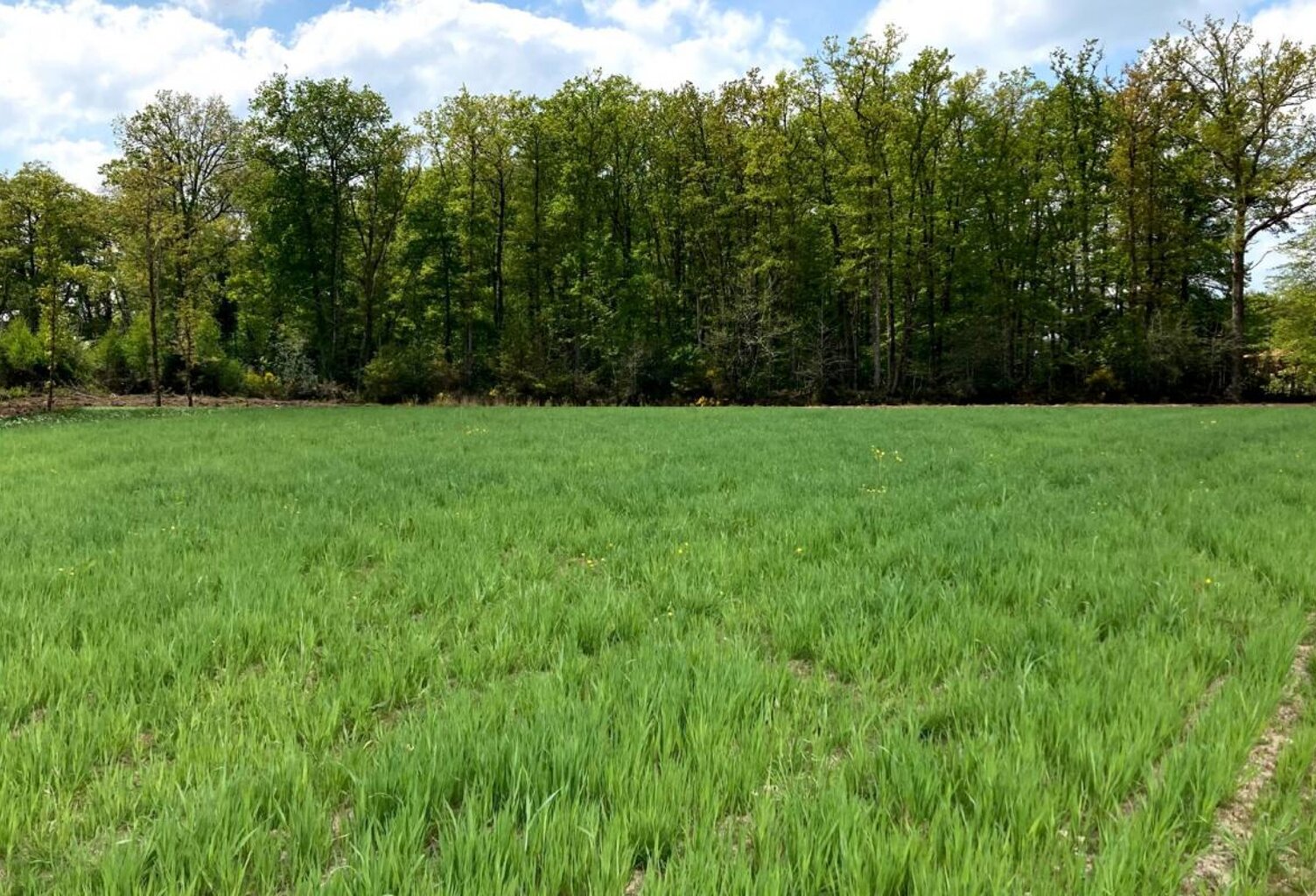 'Terrain constructible à Wandignies-Hamage : 68 000 € pour 40... — photo 1
