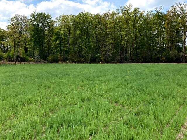 'Terrain constructible à Wandignies-Hamage : 68 000 € pour 40... — photo du bien