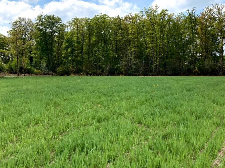'Terrain constructible à Wandignies-Hamage : 68 000 € pour 40... — photo 1