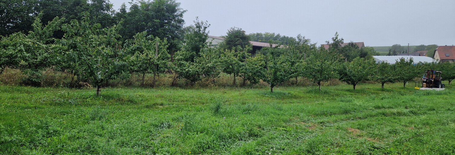 Terrain  530 m² à vendre à Ebersheim (67600)