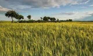 Terrain  6550000 m² à vendre à Valençay (36600)