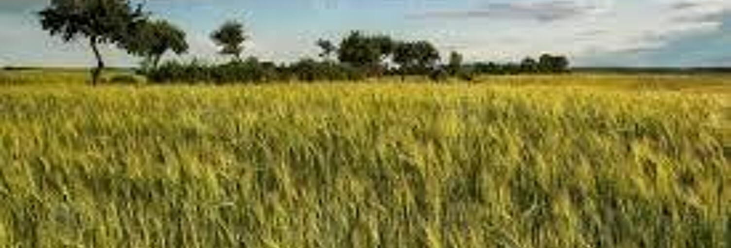 Terrain  6550000 m² à vendre à Valençay (36600)