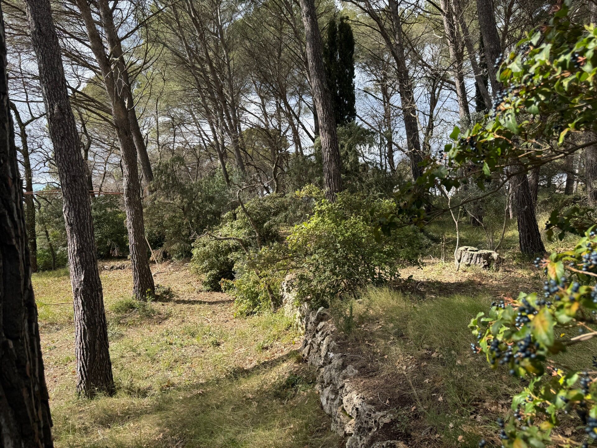 Terrain  à vendre Lorgues 83510