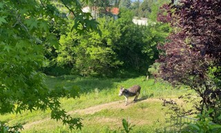 Photo N° 5