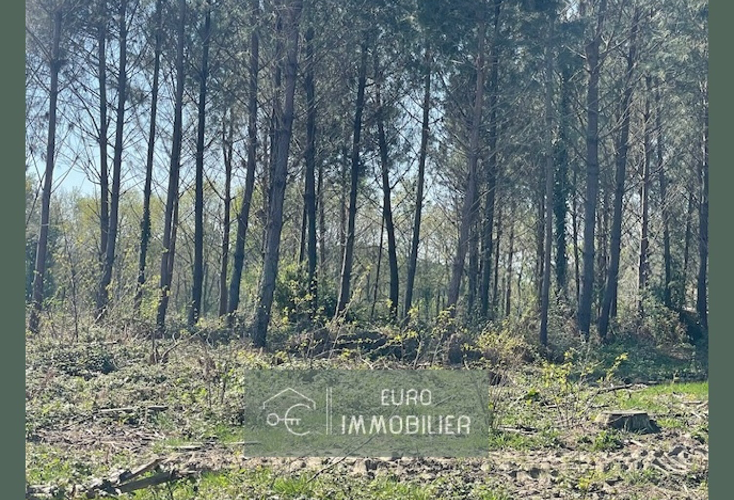 TERRAIN AGRICOLE AVEC PINS -FRICHE 5 HECTARES 53  - GIRONDE — photo 1
