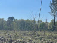 TERRAIN AGRICOLE AVEC PINS -FRICHE 5 HECTARES 53  - GIRONDE — photo 2