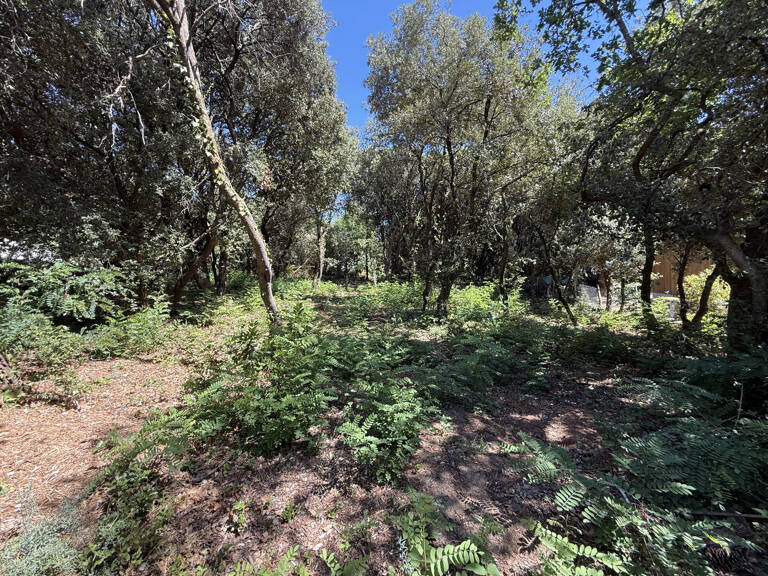 TERRAIN — photo 1