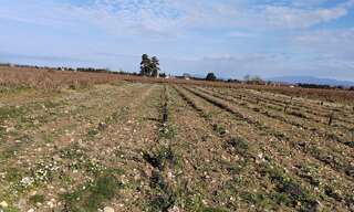 Terrain  1863 m² à vendre à Sainte-Cécile-les-Vignes (84290)