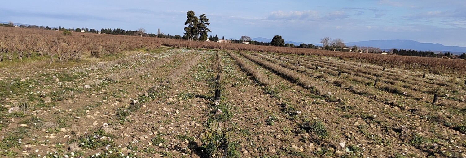 Terrain  1863 m² à vendre à Sainte-Cécile-les-Vignes (84290)