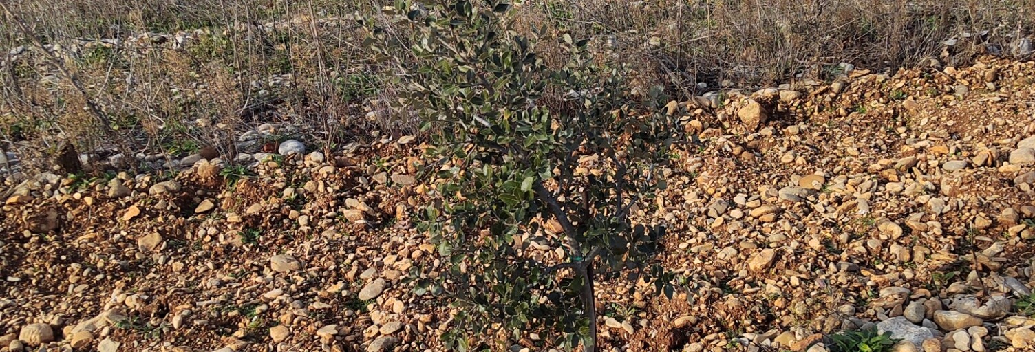 Terrain  5090 m² à vendre à Rochegude (26790)